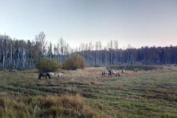 Photo 52