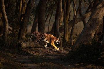 Safari