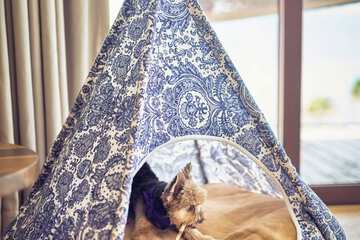 Pet-friendly