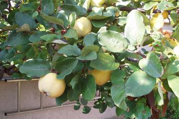 Photo 80
