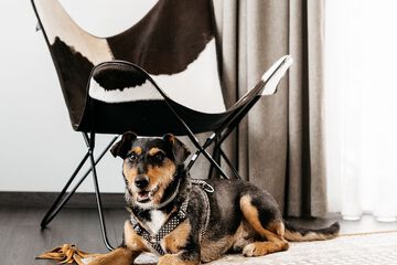 Pet-friendly