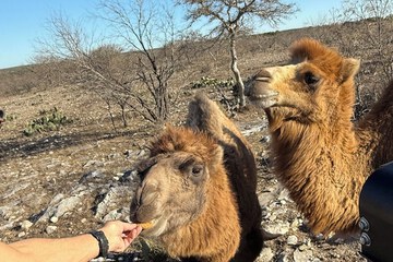 Safari