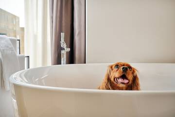 Pet-friendly