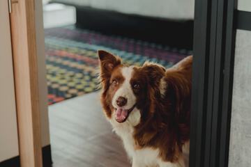 Pet-friendly