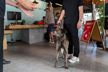 Pet-friendly