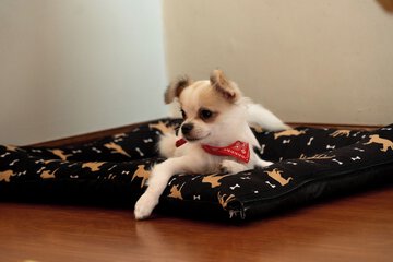 Pet-friendly amenities