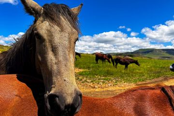 Horseback riding