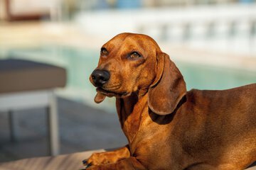 Pet-friendly
