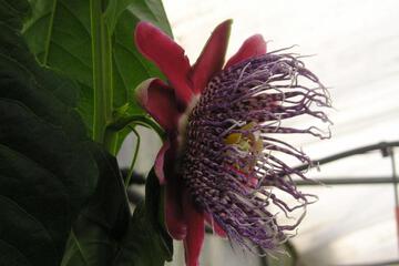 Photo 37