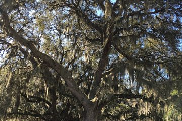 Property Grounds 54 of 57