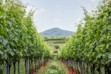 Land view from property