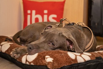 Pet-friendly