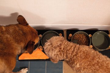 Pet-friendly amenities