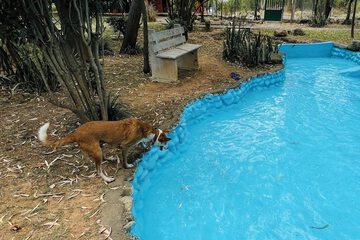 Pet-friendly amenities