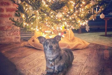 Pet-friendly amenities