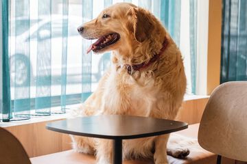 Pet-friendly