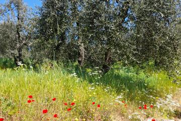 Photo 61