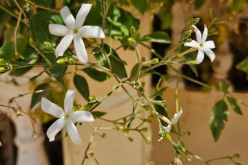 Photo 66