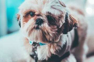 Pet Friendly 77 of 77