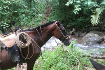 Horseback riding