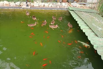 Photo 28