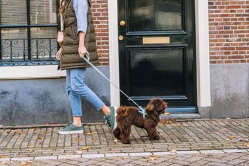 Pet-friendly