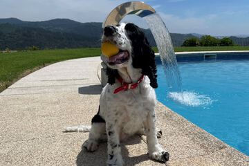 Pet-friendly