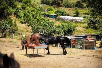 Horseback riding