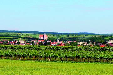 Vineyard