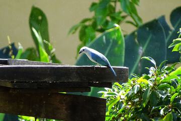 Game viewing