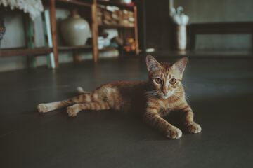 Pet-friendly