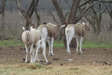 Game viewing