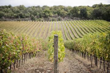 Vineyard