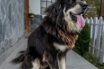 Pet-friendly