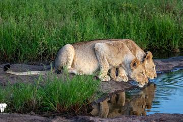 Game drive