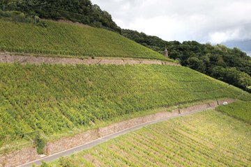 Vineyard