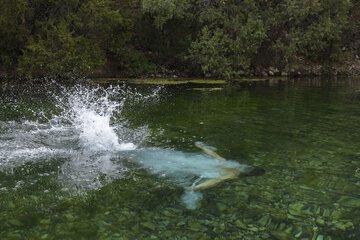 Natural pool