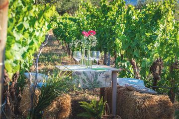 Vineyard