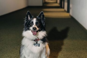 Pet-friendly