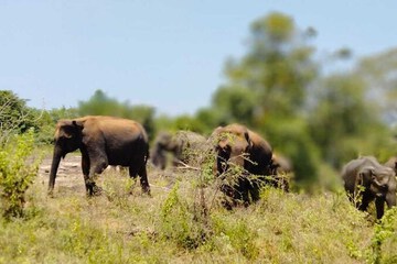 Safari