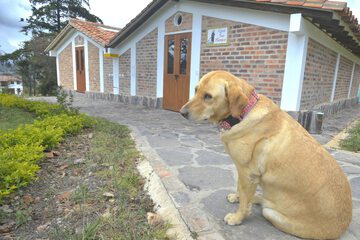 Pet-friendly