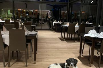 Pet-friendly