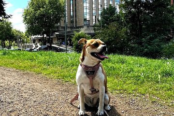 Pet-friendly