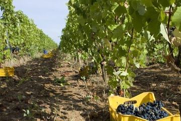 Winery