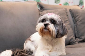 Pet-friendly