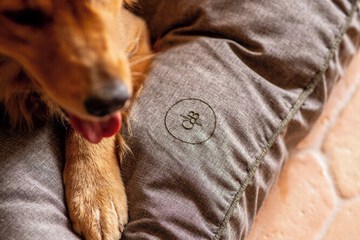 Pet-friendly amenities