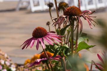 Outdoor wedding area