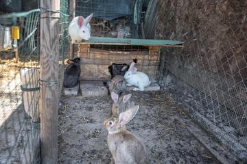 Photo 37
