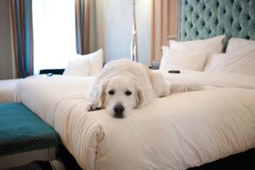 Pet-friendly