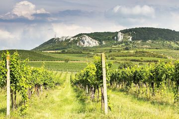 Vineyard